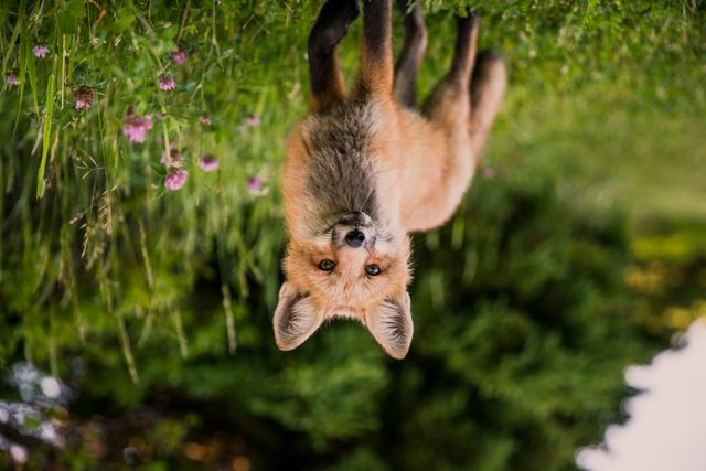 Vertically flipped