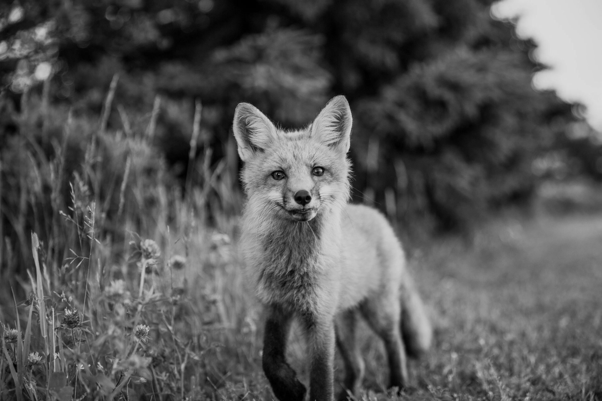 Grayscale