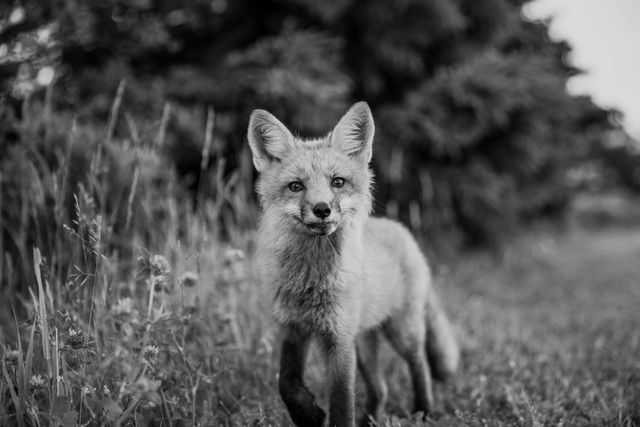 Grayscale image