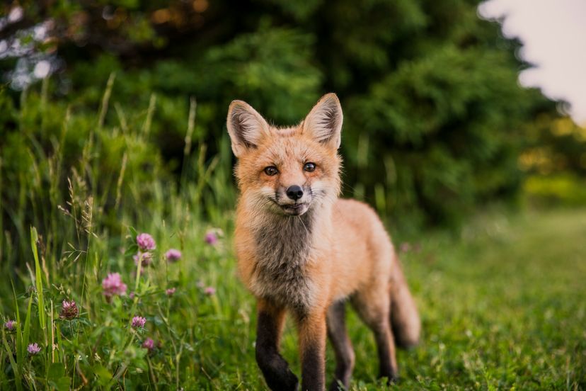 Fox image